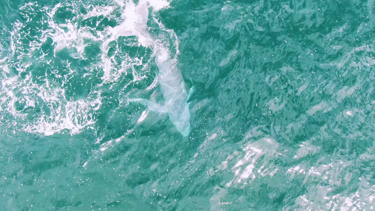 Overhead drone-style frame of a whale near a circular area of white splash and ripples in turquoise ocean water at Shipwrecks, Baja California Sur, with no visible people.