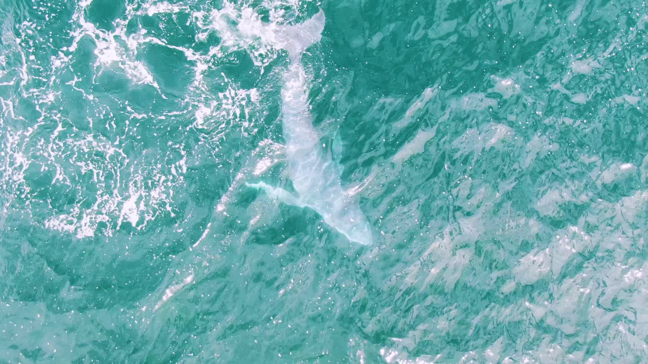 A pale whale shape and trailing white foam sit near the left side of the overhead frame in turquoise water at Shipwrecks, Baja California Sur, with no visible people.