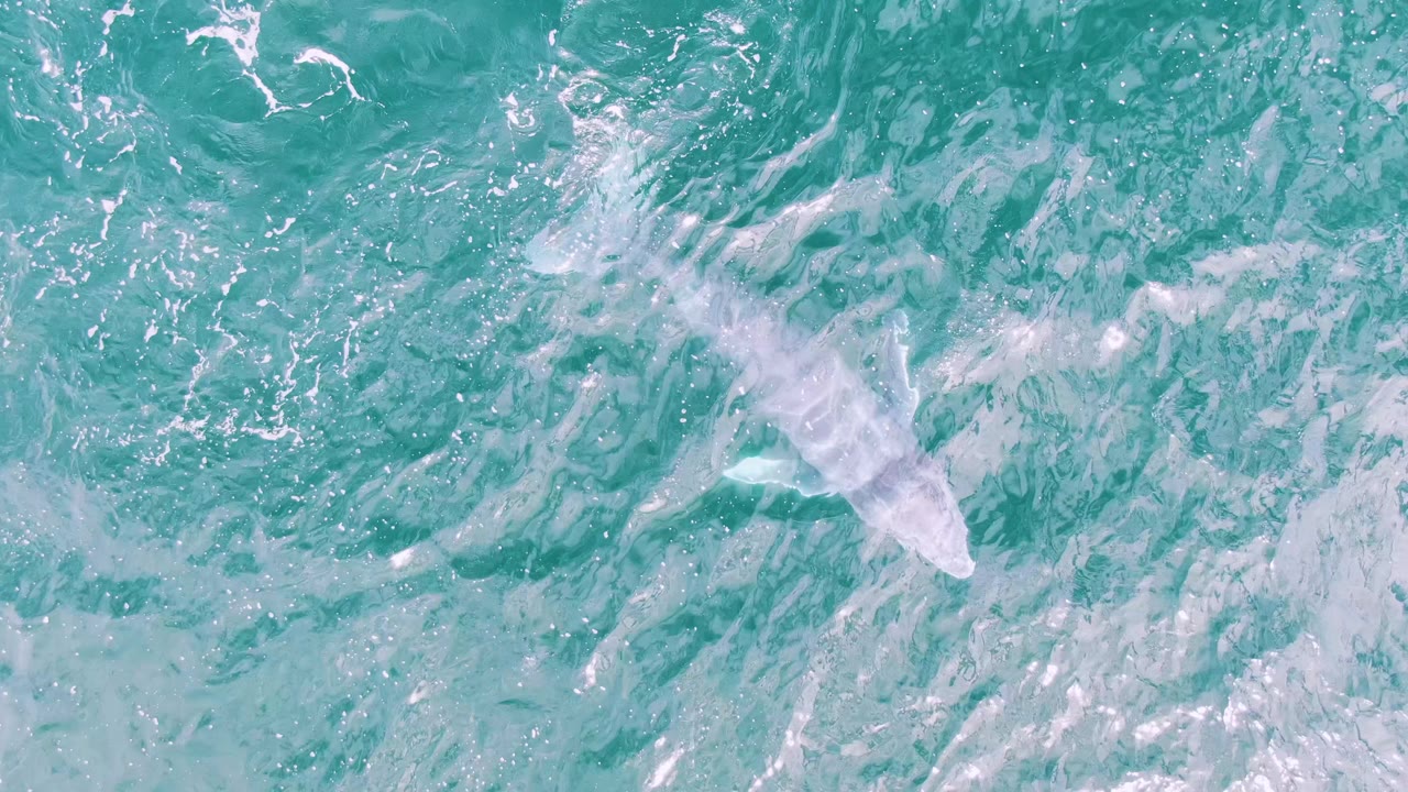 A white beluga whale is seen from overhead near the left side of clear turquoise water at Shipwrecks, Baja California Sur, Mexico, with pale surface ripples and no visible people.