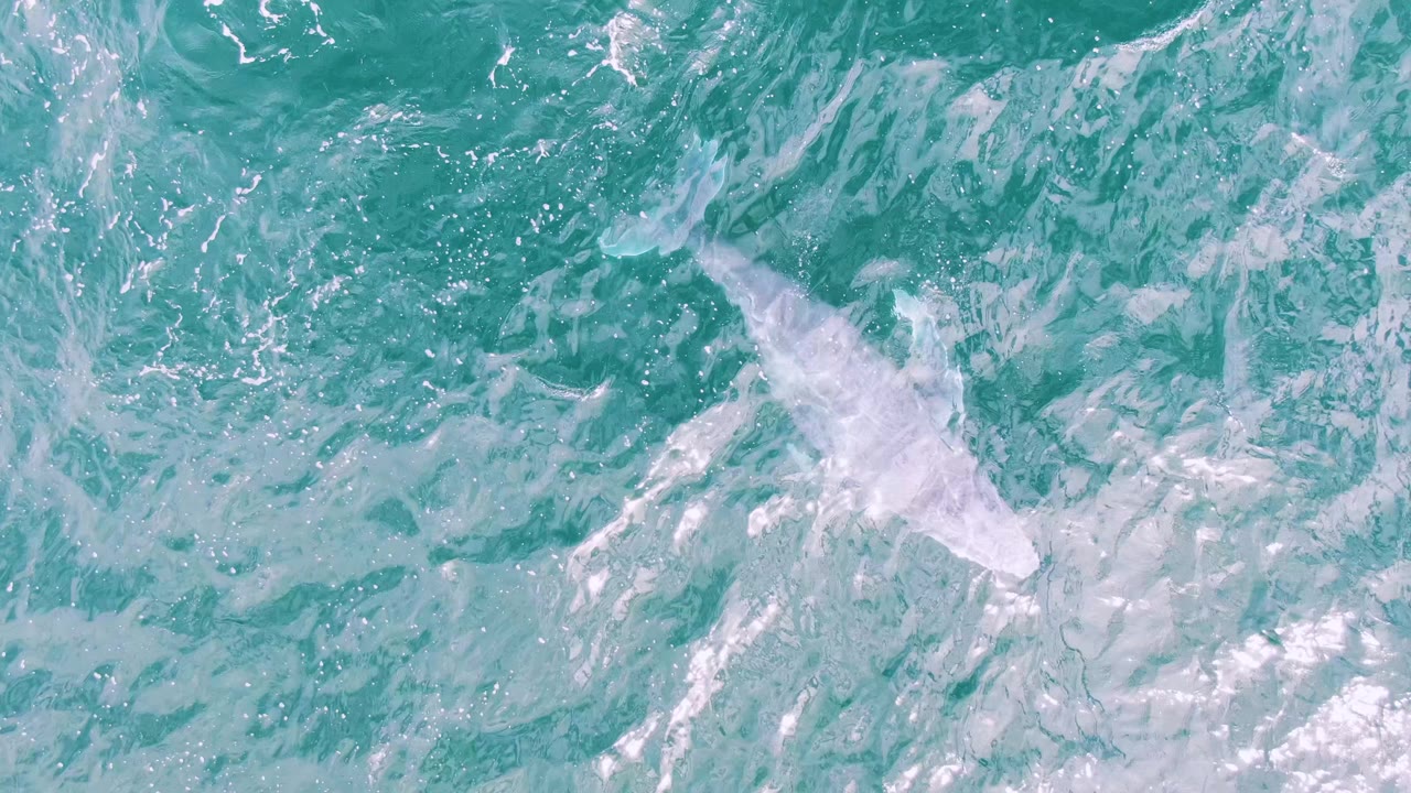 A white beluga whale appears farther across the frame in clear turquoise water at Shipwrecks, Baja California Sur, Mexico, surrounded by streaked ripples and no visible people.