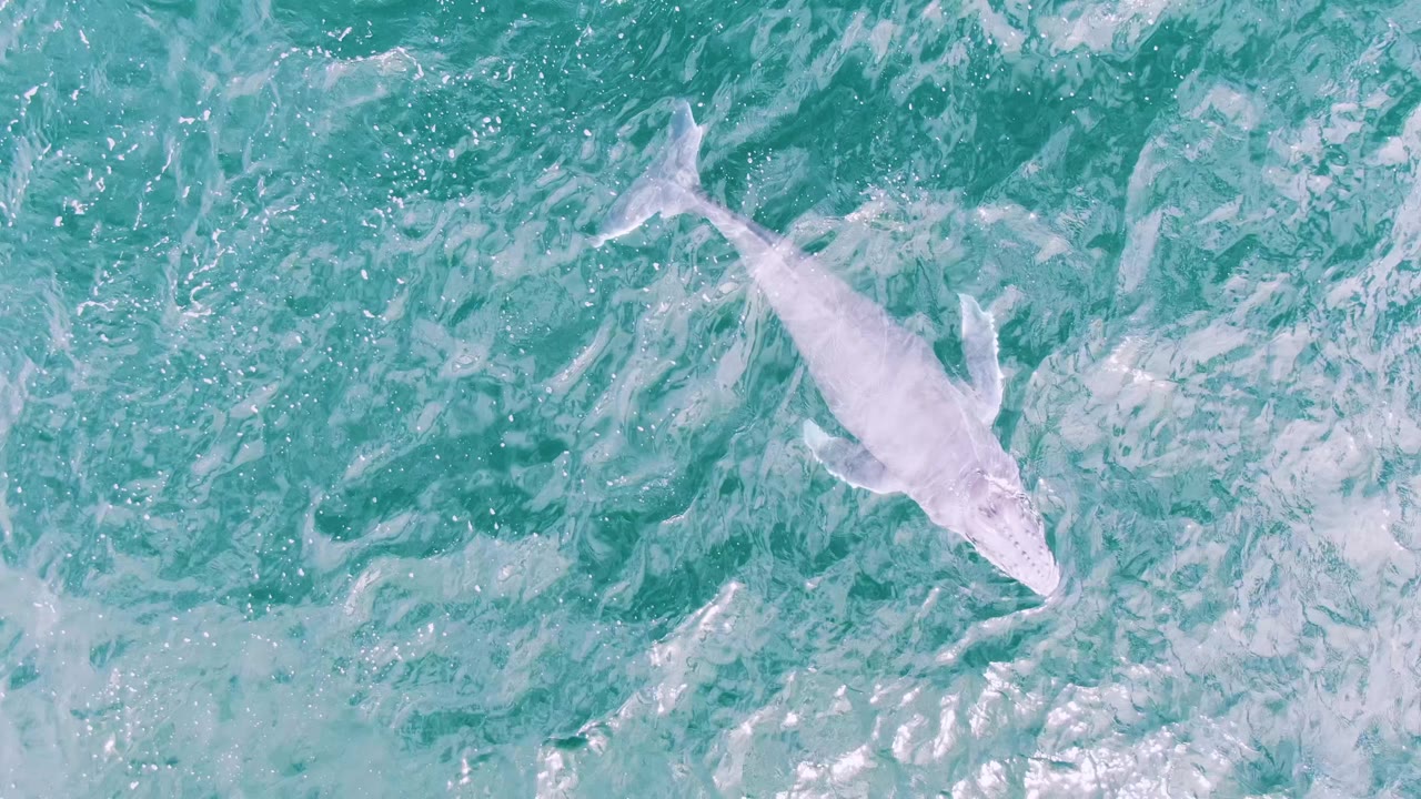 A white beluga whale sits near the upper right of the overhead frame at Shipwrecks, Baja California Sur, Mexico, with brighter foam patches and no visible people.