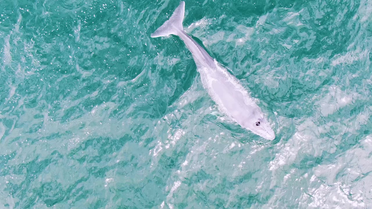 White whale angled through clear blue-green water.