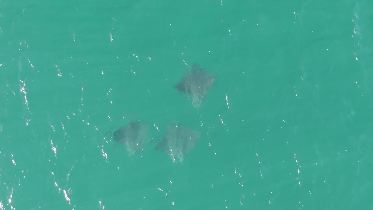 Overhead turquoise ocean with scattered stingrays beneath the surface