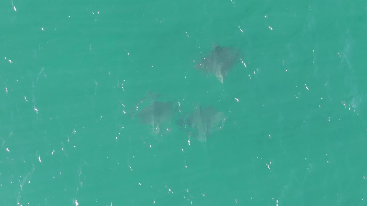 Several dark stingray shapes are visible below rippled turquoise water at Buzzards Beach, with sun glints crossing the surface and no visible people.