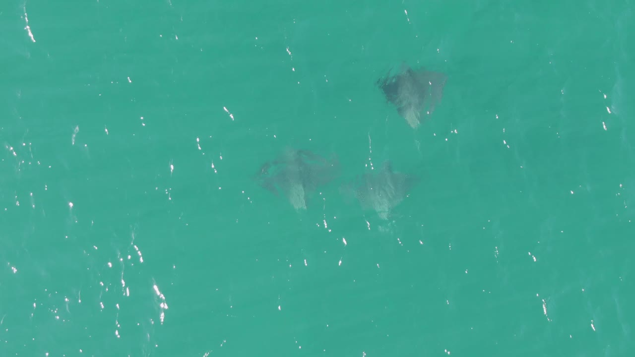 Stingrays appear at different depths across the clear turquoise water at Buzzards Beach, with small wave streaks and no visible people or objects.