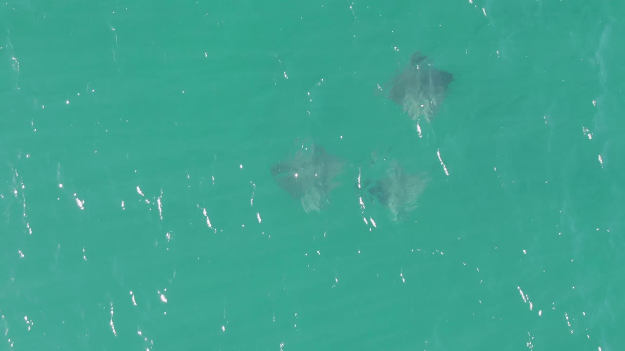 The overhead view at Buzzards Beach shows stingrays separated across the frame under turquoise water, with bright diagonal reflections and no visible people.