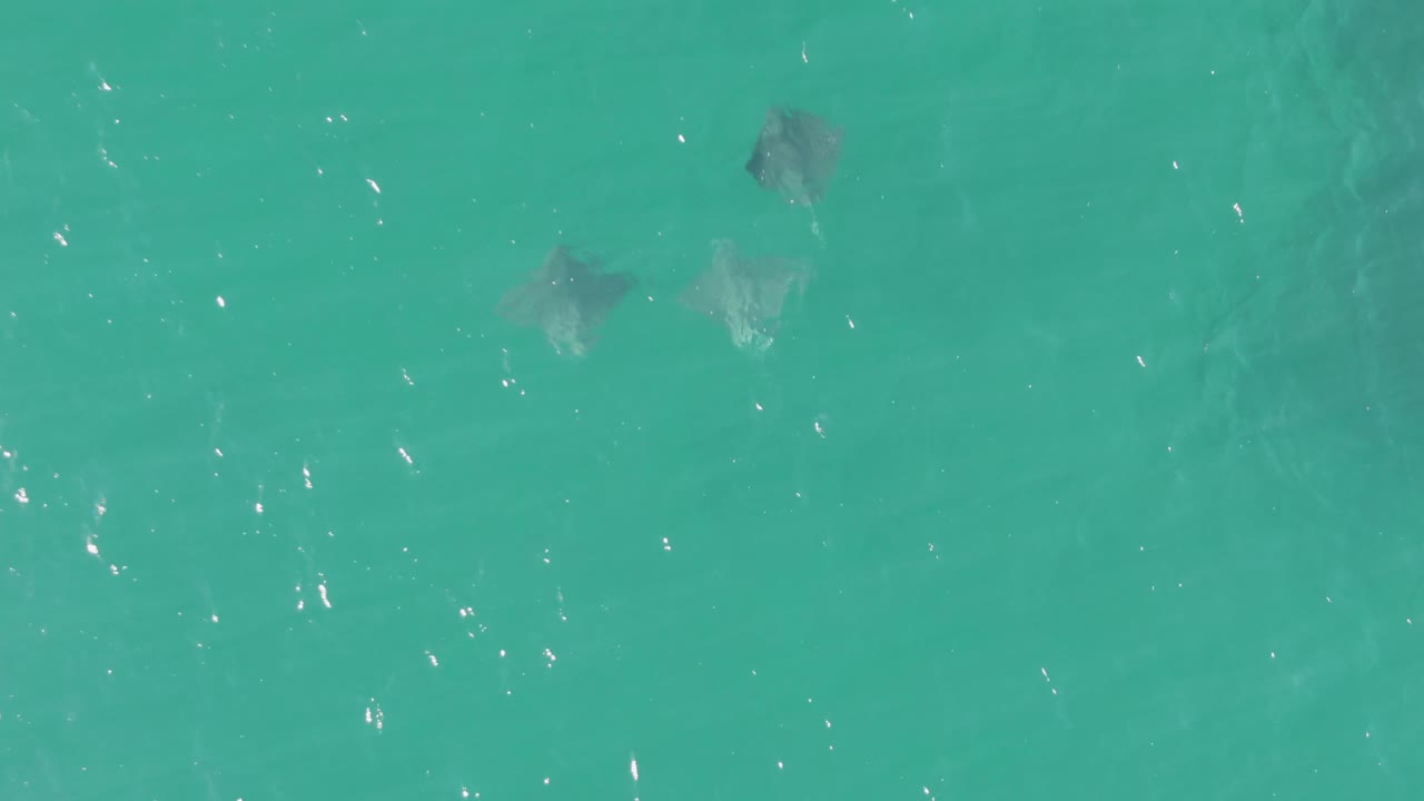 Stingrays under clear turquoise water with sun glints