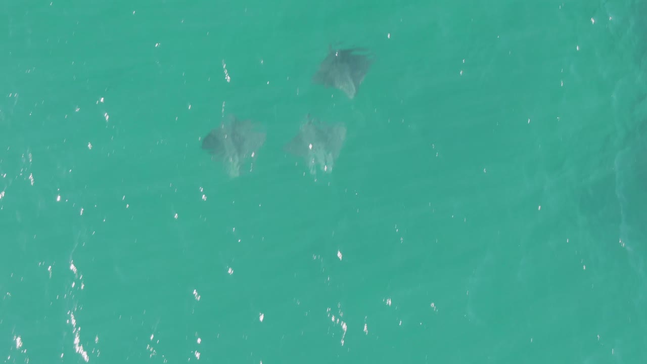 Several stingrays appear across the upper portion of clear turquoise water at Buzzards Beach, with bright surface reflections and no visible people.