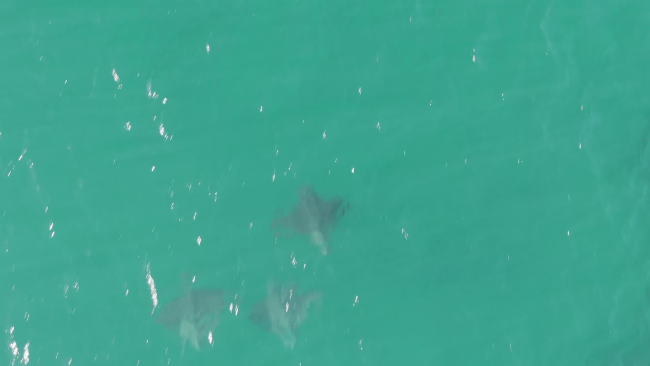 Dark stingray shapes are visible just below the shimmering turquoise surface at Buzzards Beach, Baja California Sur, with no swimmers or boats in frame.