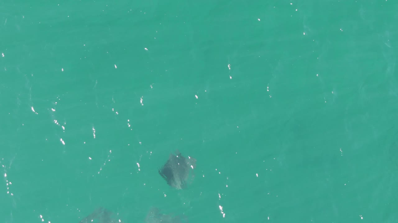 An overhead frame shows stingrays gliding below bright turquoise ocean water at Buzzards Beach, with sun flecks across the surface and no visible people.
