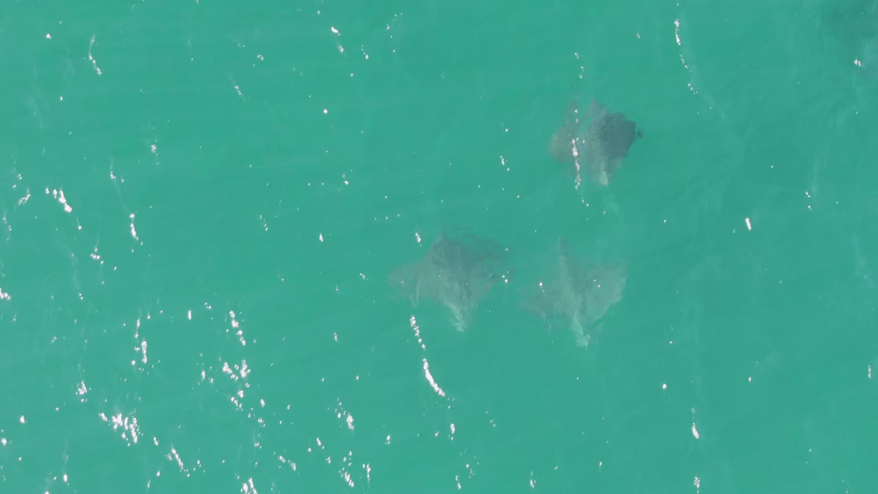 Overhead frame from Buzzards Beach, Baja California Sur, showing several stingrays scattered under turquoise shallow water with bright surface flecks and no visible people.