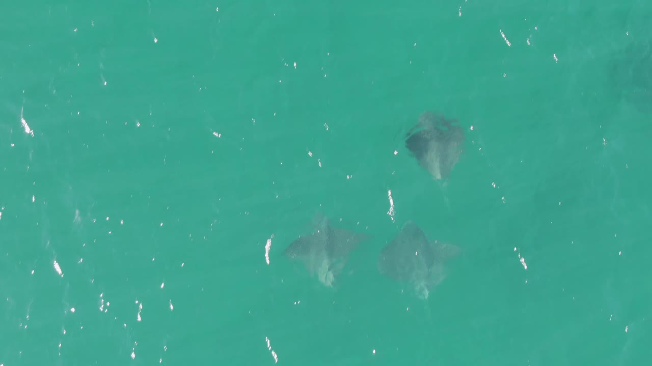 Stingrays gliding beneath rippled turquoise water.