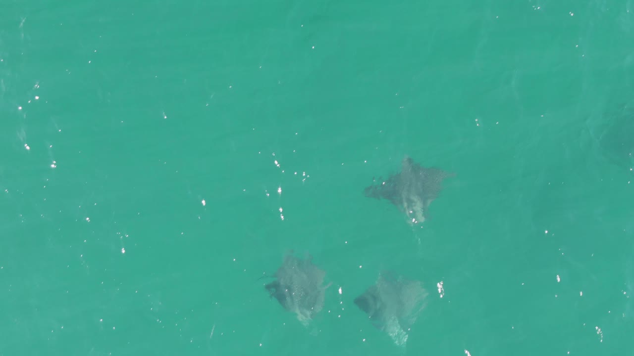 Several stingrays appear at different depths in the turquoise shallows of Buzzards Beach, with the water surface catching scattered light and no visible people.