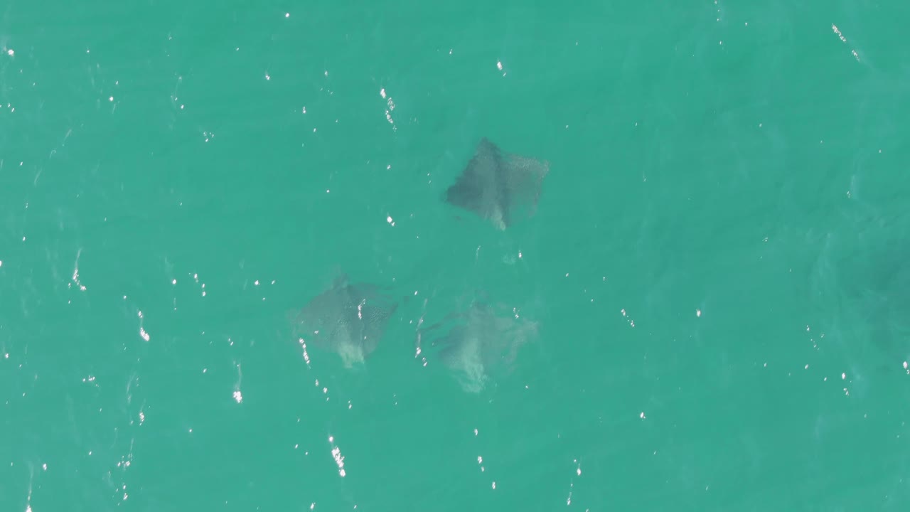 Overhead view of stingrays spread through shallow turquoise water at Buzzards Beach, Baja California Sur, with no visible people.