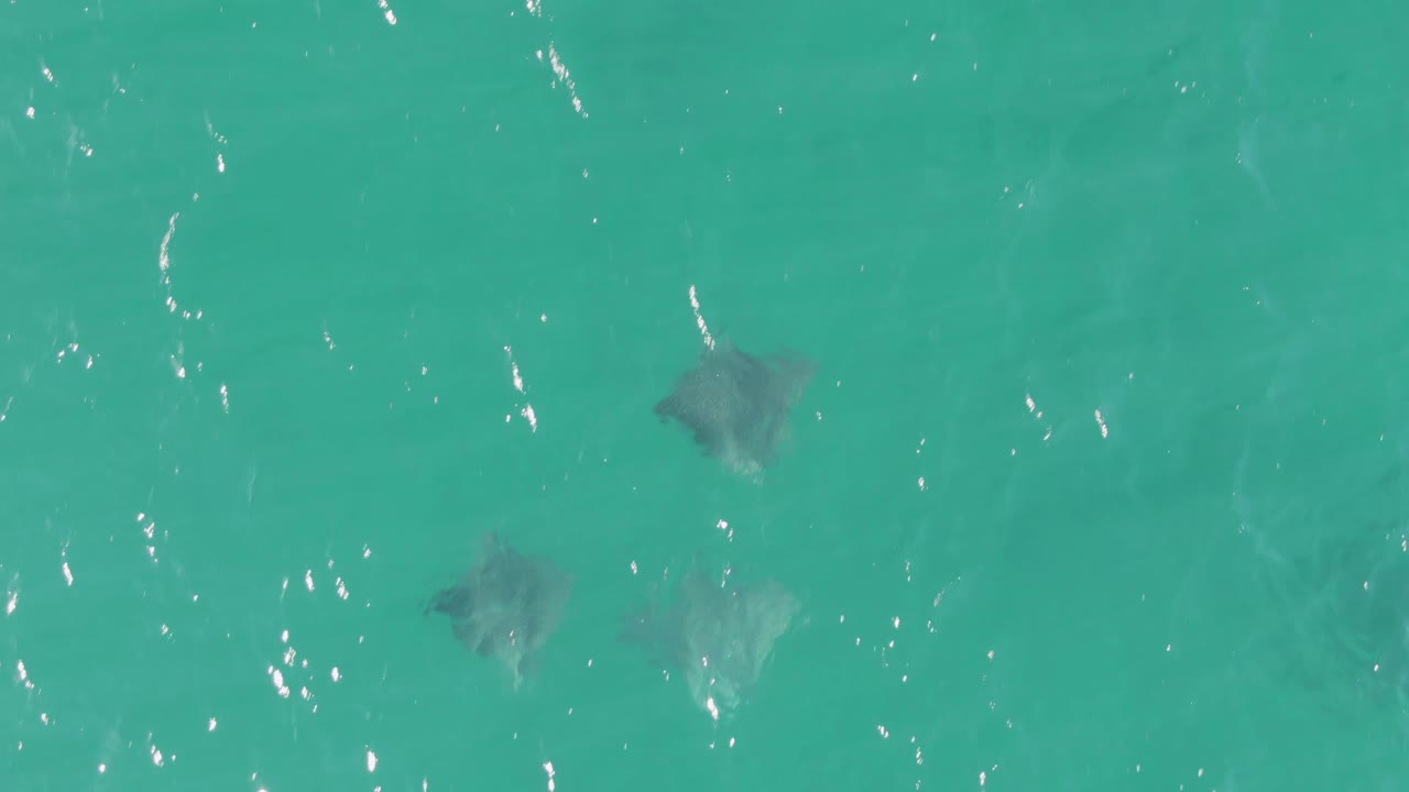 Dark stingray shapes gliding under bright turquoise water.