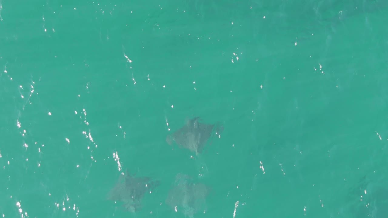 An overhead frame shows scattered stingrays below rippled turquoise ocean water in Baja California Sur, with no swimmers or boats visible.