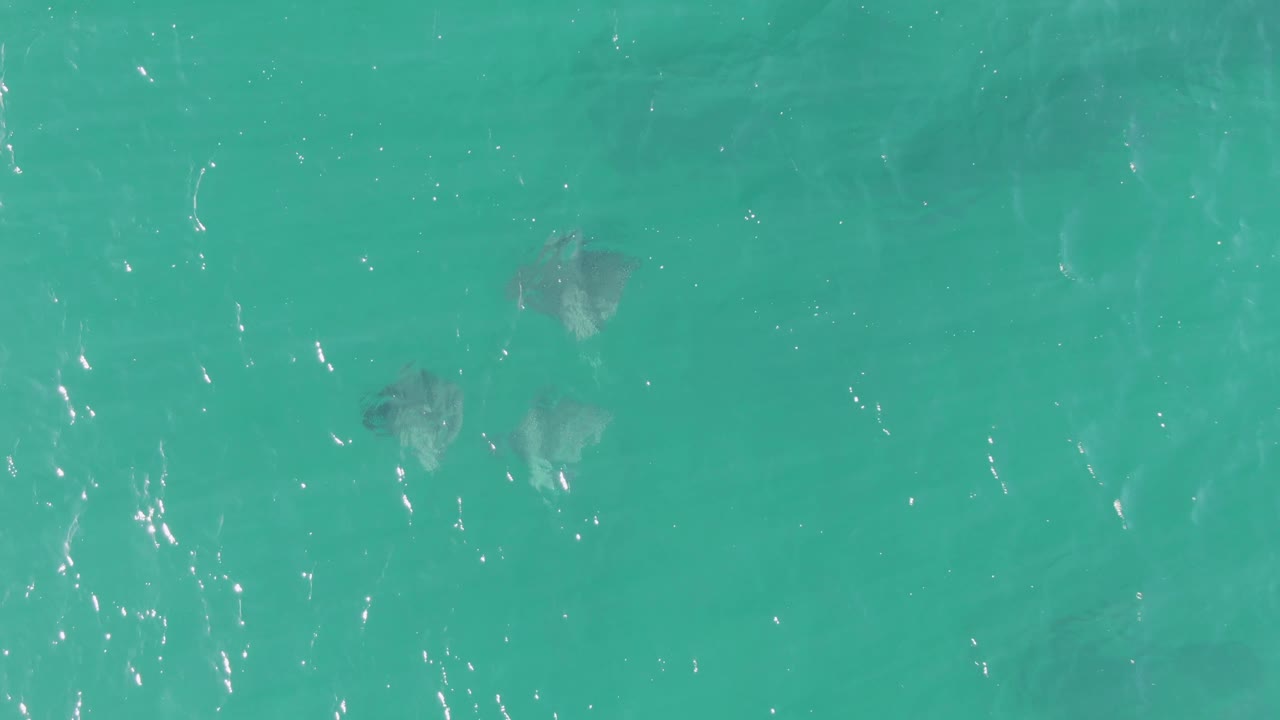 Stingrays beneath clear turquoise water with bright surface ripples.