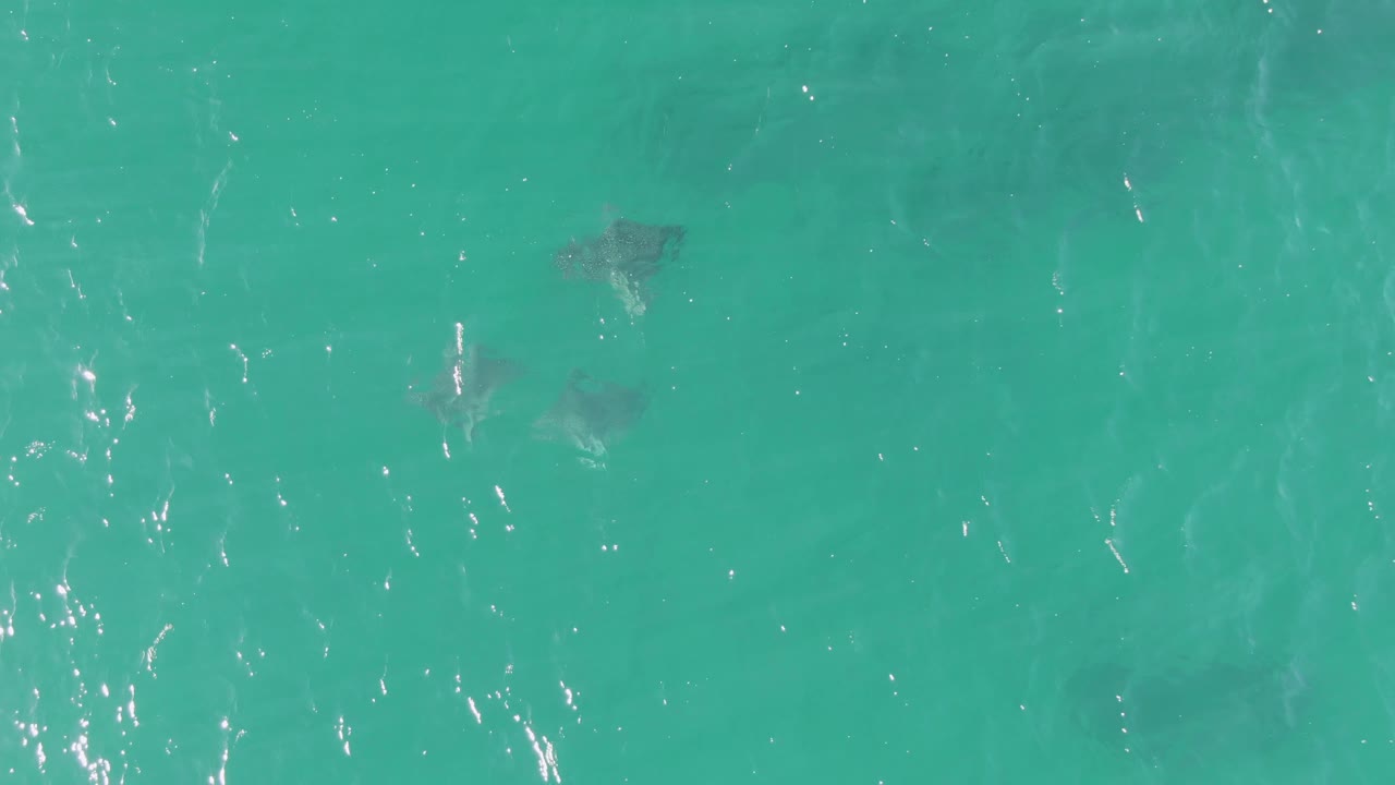 Overhead frame from Buzzards Beach with stingrays spread farther apart beneath rippled turquoise water and no visible people.