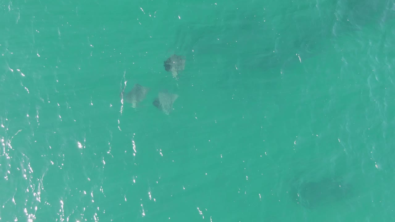 Buzzards Beach aerial frame showing several dark stingray shapes below glossy turquoise water, with small white reflections and no visible people.