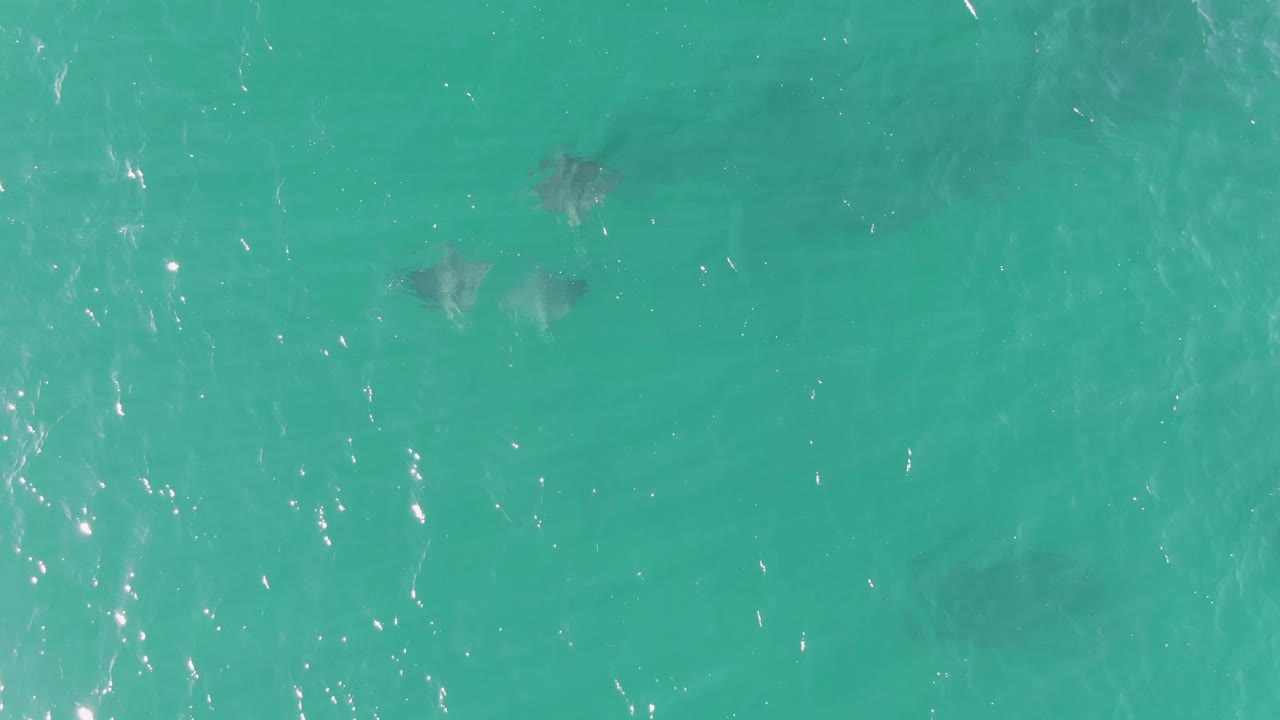 Overhead Buzzards Beach view with a small cluster of stingrays on the left side of the frame, open turquoise water around them, and no visible people.