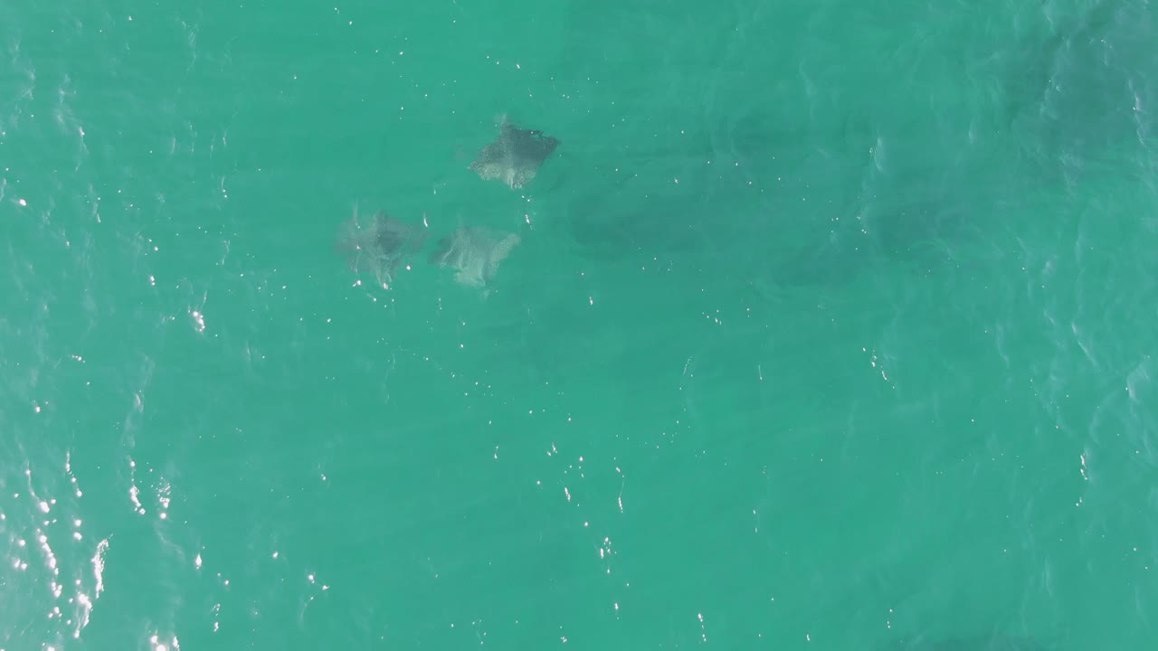Overhead view of stingrays just below turquoise water at Buzzards Beach, Baja California Sur, with bright surface glints and no visible people.