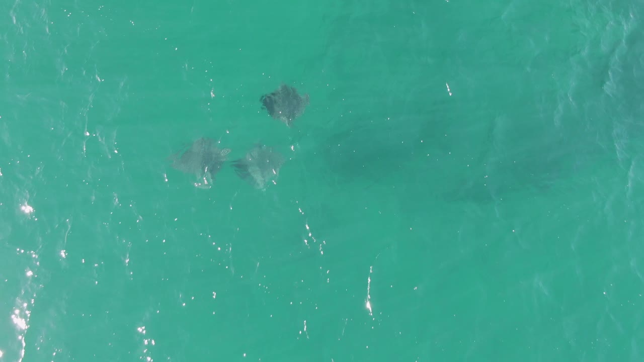 Several stingrays scattered beneath rippled turquoise ocean water.