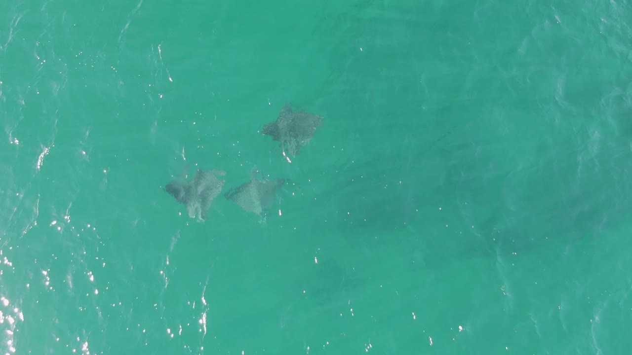 Aerial-looking frame of stingrays gliding under green-blue water near Buzzards Beach, with faint wave texture and no visible people.