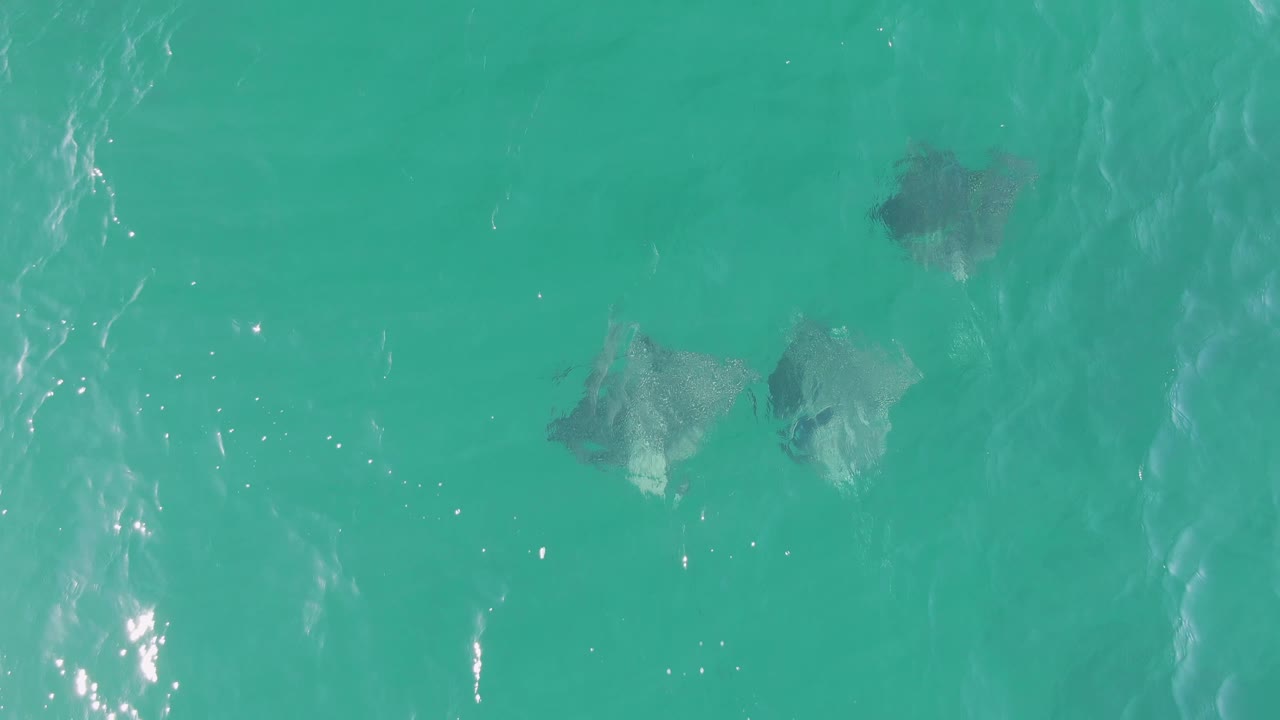 Overhead view of manta rays just under turquoise water at Buzzards Beach, Baja California Sur, with bright surface glints and no visible people.