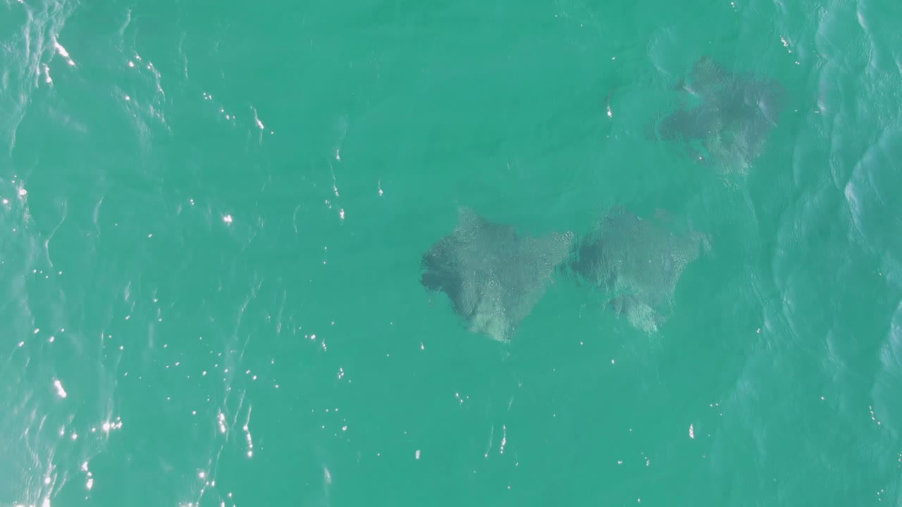 Dark manta rays remain visible below the rippled turquoise surface at Buzzards Beach, Baja California Sur, with light streaks crossing the water and no visible people.
