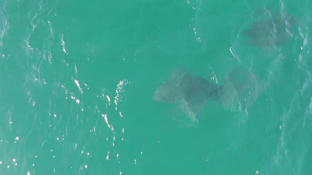A small cluster of manta rays is seen through clear turquoise water at Buzzards Beach, Baja California Sur, with no land, vessels, or visible people in frame.