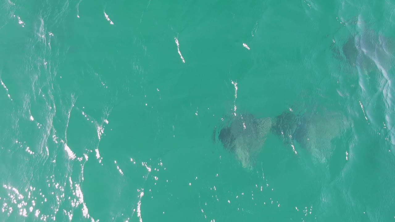 Manta ray silhouettes sit below sunlit turquoise water at Buzzards Beach, Baja California Sur, with stronger glare near the left edge and no visible people.