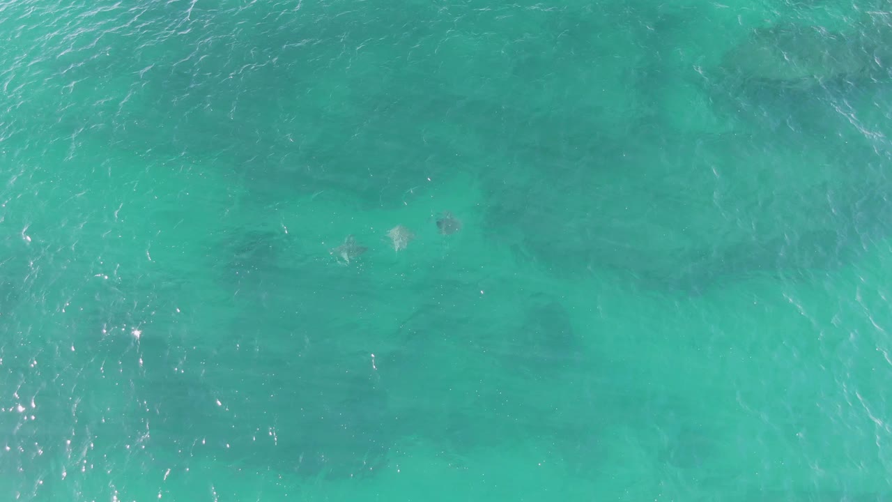 Overhead view at Buzzards Beach, Baja California Sur, showing faint manatees under rippled turquoise water with no visible people.