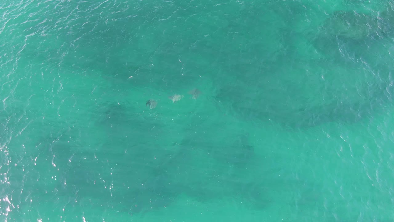 Aerial frame from Buzzards Beach with several faint manatee shapes near the upper water column and no visible people.