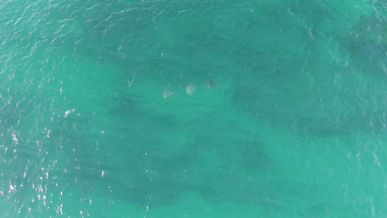 Straight-down aerial view at Buzzards Beach showing subtle manatee silhouettes beneath brighter ripples, with no visible people.