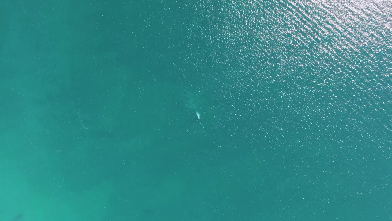 A small pale dolphin shape appears beneath the clear turquoise ocean at Buzzards Beach, with sunlit ripples across the upper water and no visible people.