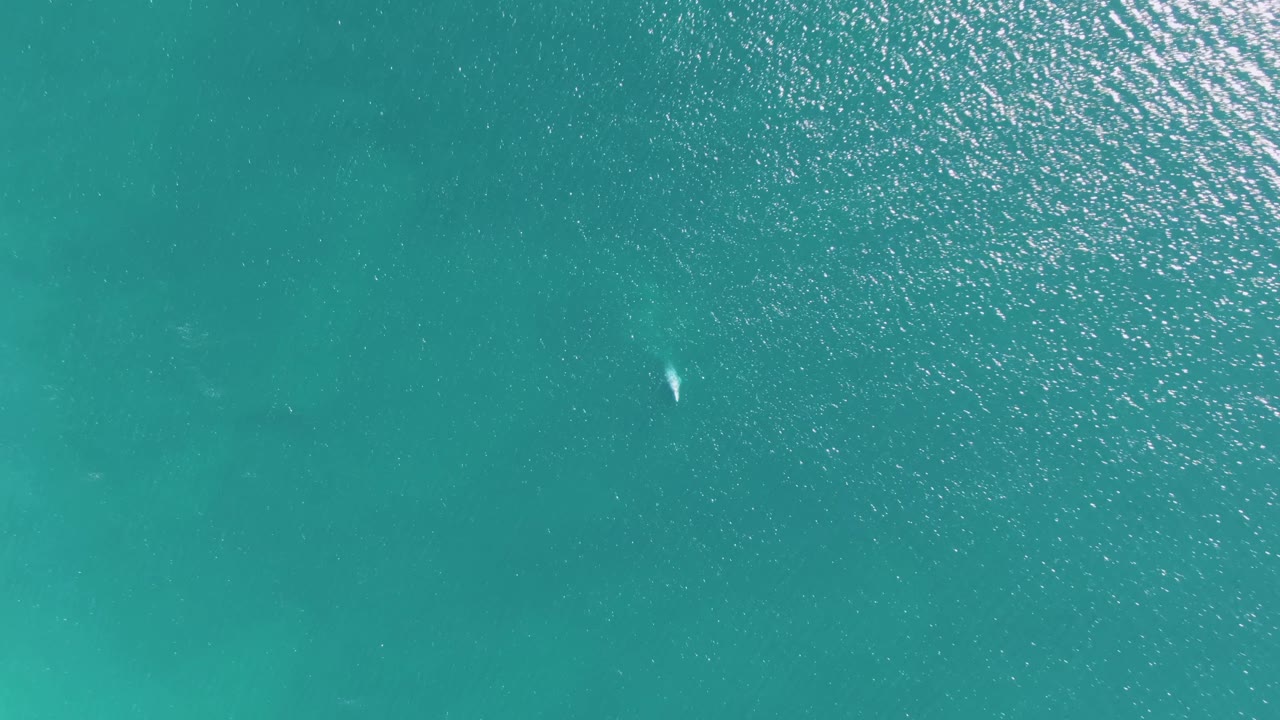 The dolphin remains visible as a small light form in the clear turquoise water at Buzzards Beach, surrounded by fine ripples and darker submerged patches, with no visible people.