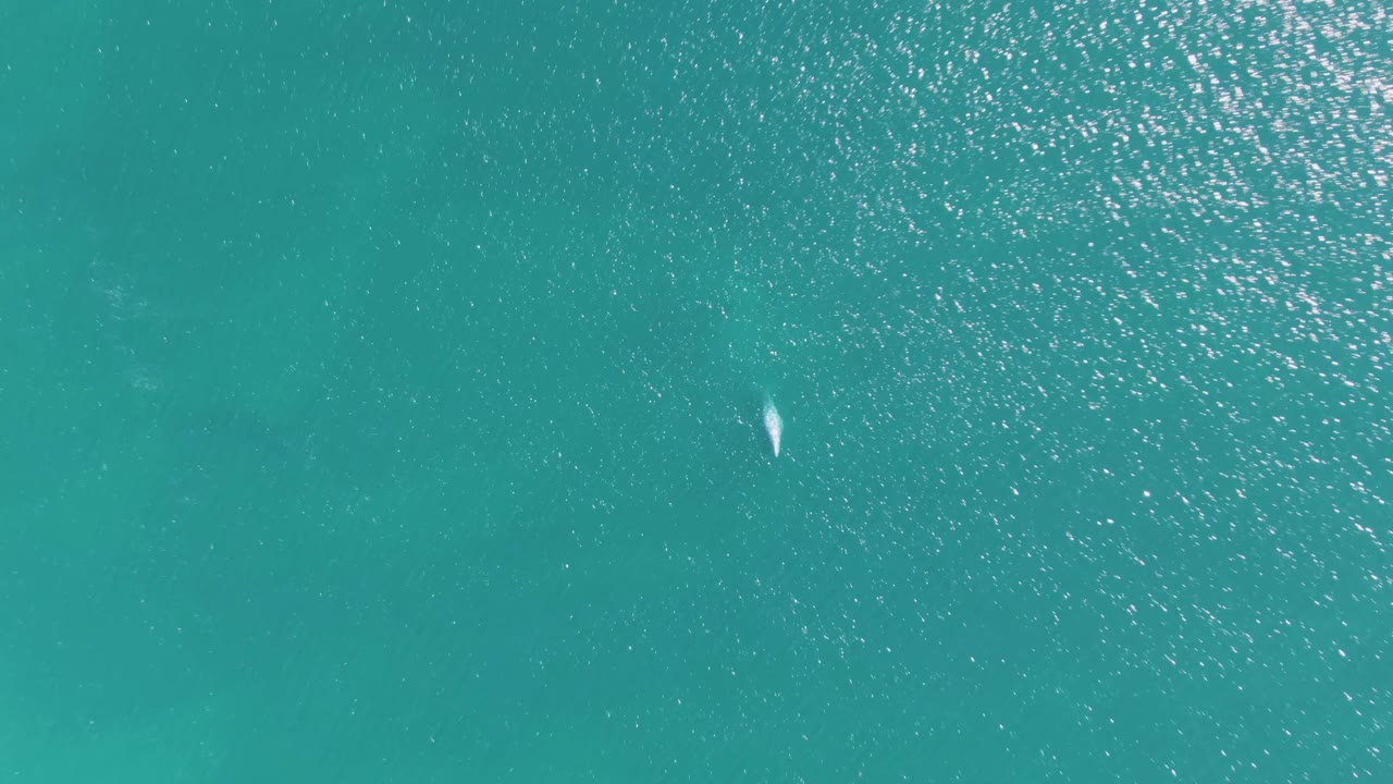 A faint dolphin form sits toward the left side of the overhead Buzzards Beach water view, with smooth turquoise color shifts and no visible people.