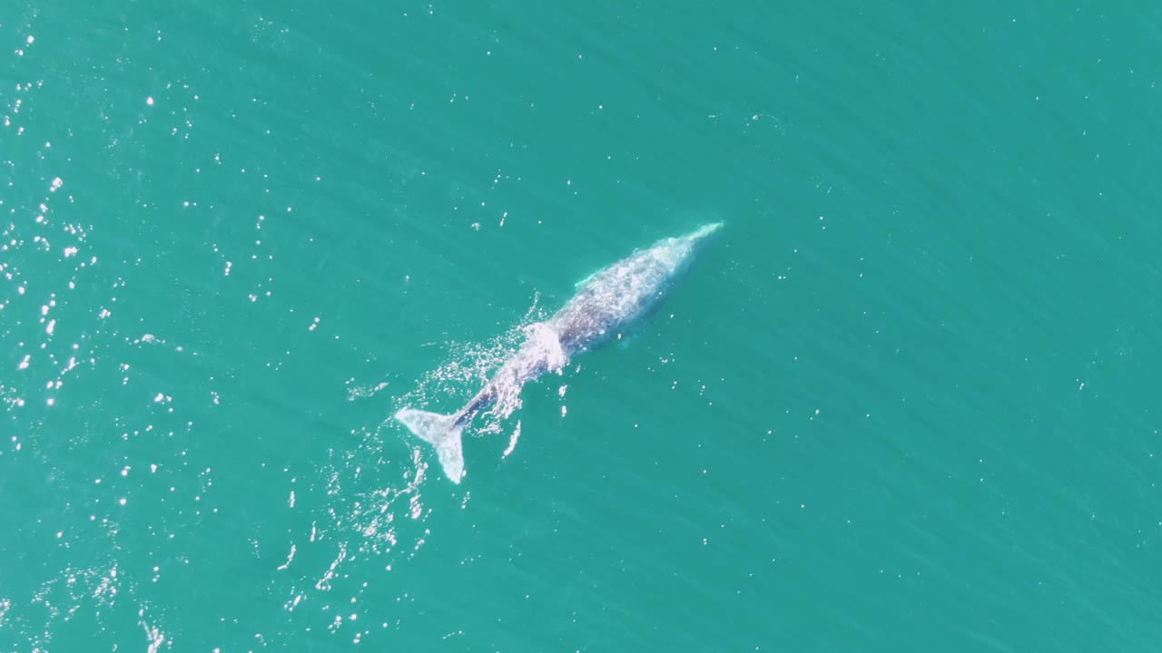 Whale near the turquoise ocean surface with white splash around its tail.