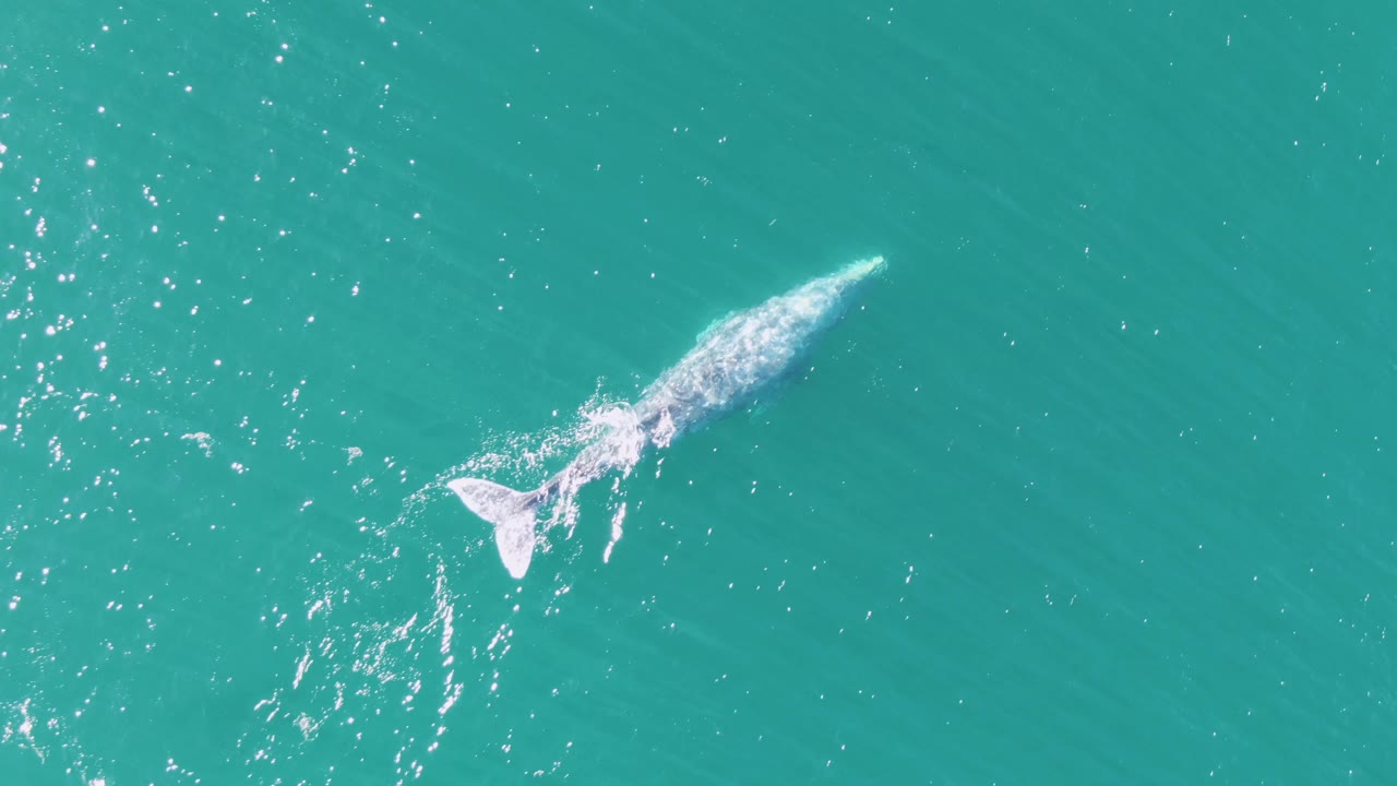 At Buzzards Beach in Baja California Sur, Mexico, the whale appears angled across open turquoise water as a brighter wake spreads behind its body and no visible people appear.