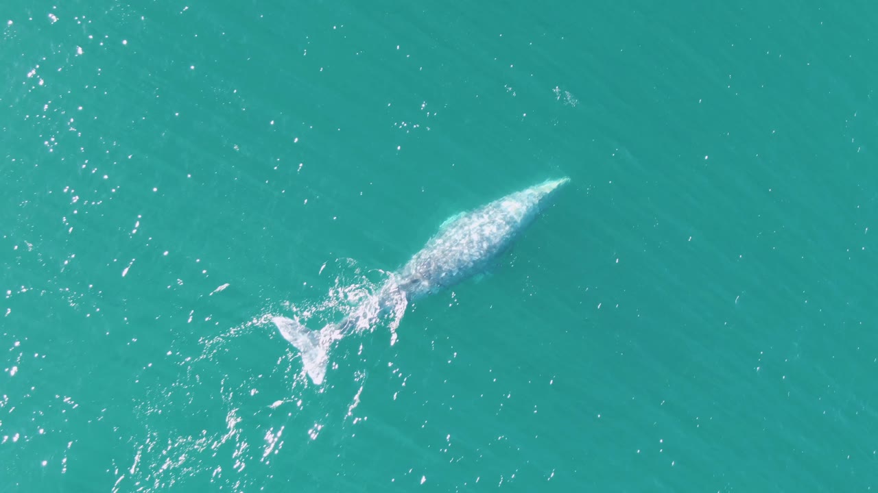 At Buzzards Beach in Baja California Sur, Mexico, the whale moves through open turquoise water with a concentrated white splash near its rear and no visible people in frame.