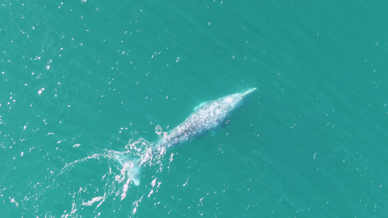 At Buzzards Beach in Baja California Sur, Mexico, the whale sits lower in the overhead frame with white disturbed water trailing behind it and no visible people.