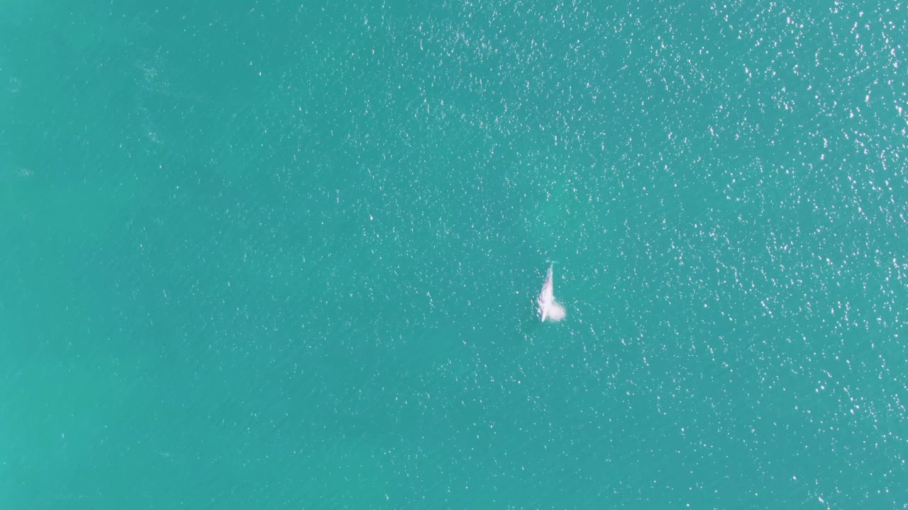 Dolphin near the surface of clear turquoise ocean water.