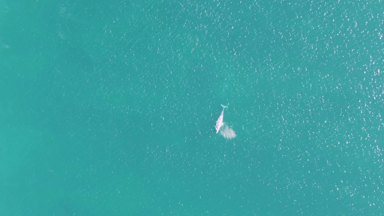 Overhead Buzzards Beach frame with the dolphin angled through clear turquoise sea, bright surface texture around it, and no visible people.