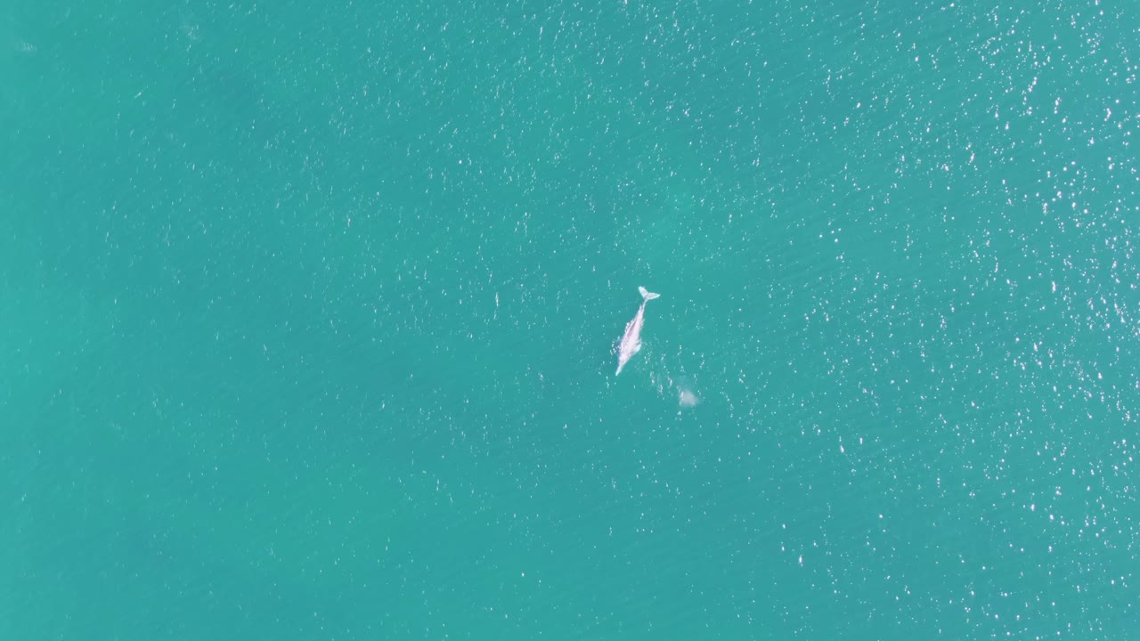 Top-down frame from Buzzards Beach, Baja California Sur, with the dolphin crossing open turquoise water and a faint white disturbance behind it, with no visible people.