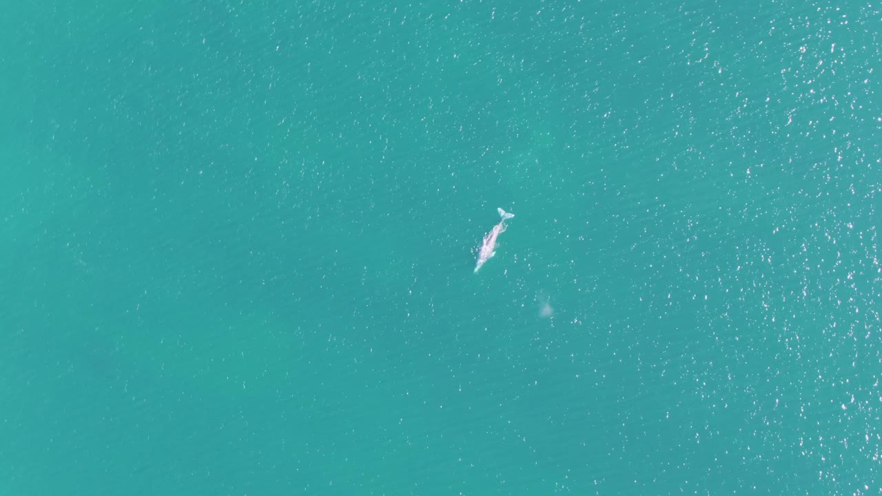 Overhead Buzzards Beach frame showing the dolphin lower in the composition, surrounded by uninterrupted turquoise sea and small ripples, with no visible people.