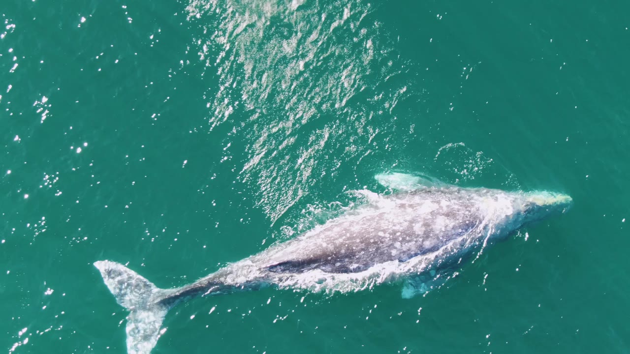 Overhead view of a whale near the surface at Buzzards Beach, Baja California Sur, with its tail at left, pale splashes along its back, and no visible people.