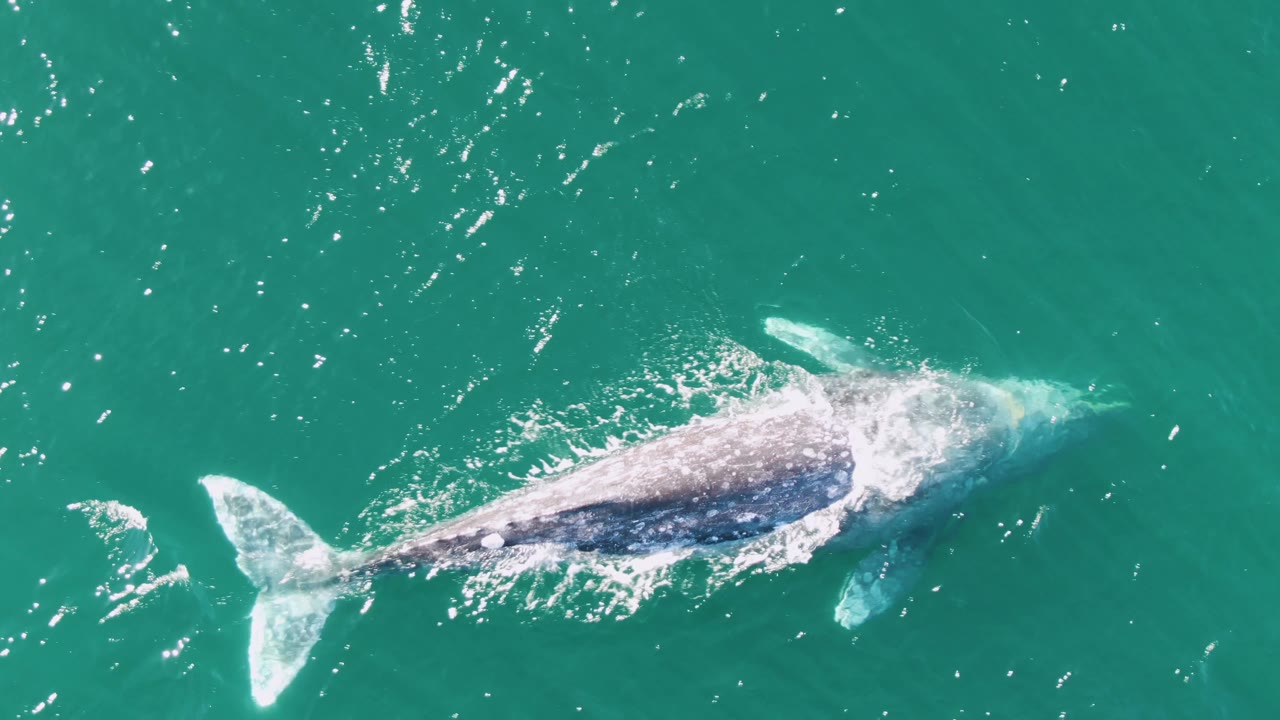 Aerial frame of the whale at Buzzards Beach with its body angled across green-blue water, tail and fin visible through surface splash, and no visible people.