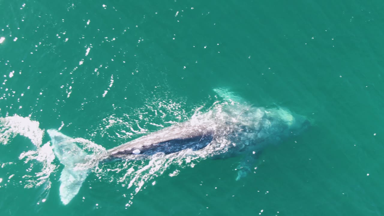 The whale continues across the Buzzards Beach water with a bright white splash near its tail, a darker body visible below the surface, and no visible people.