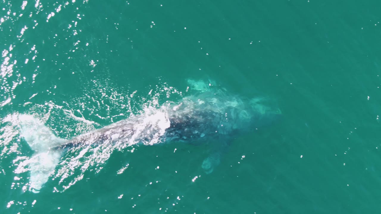 Partly surfaced whale leaving foam and ripples