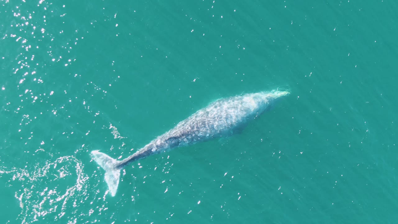 Whale swimming near the surface in turquoise water.